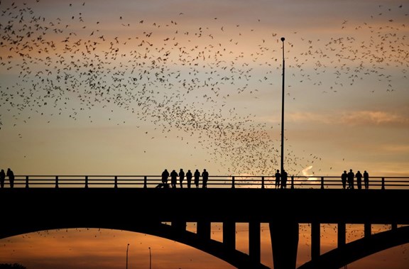 Bats of Austin
