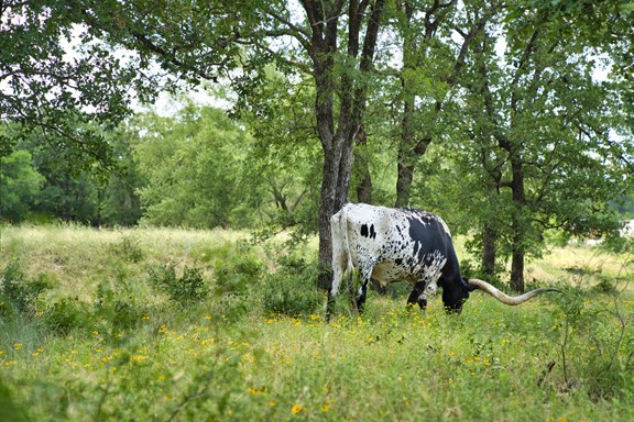 Plan a trip to Lampasas, Texas