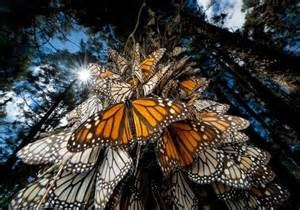 Monarch Butterfly Grove