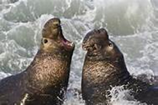 Elephant Seals Photo