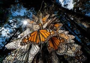 Monarch Butterfly Grove Photo