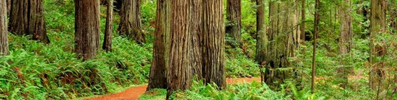 Redwood National Park/Trees of Mystery