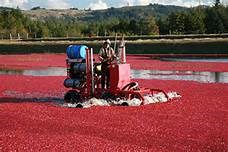 Annual Cranberry Festival in Bandon Photo