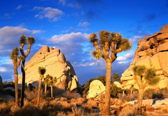 JOSHUA TREE NATIONAL PARK