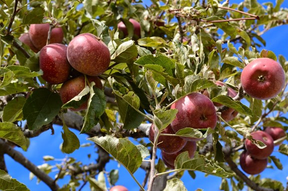 OAK GLEN APPLE FARMS