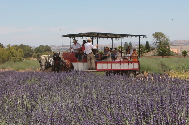 LAVENDER FESTIVAL Event at the Banning Stagecoach KOA Journey