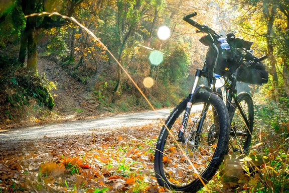 Bike Rental