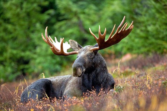 North Country Rivers Moose Safari