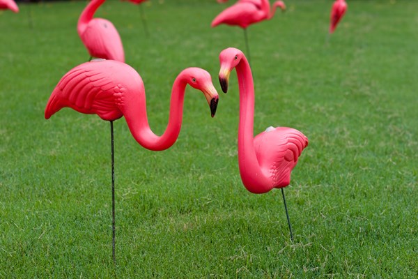 Harbor House Flamingo Festival Photo