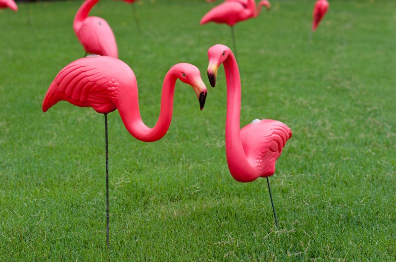 Flamingo Festival Photo