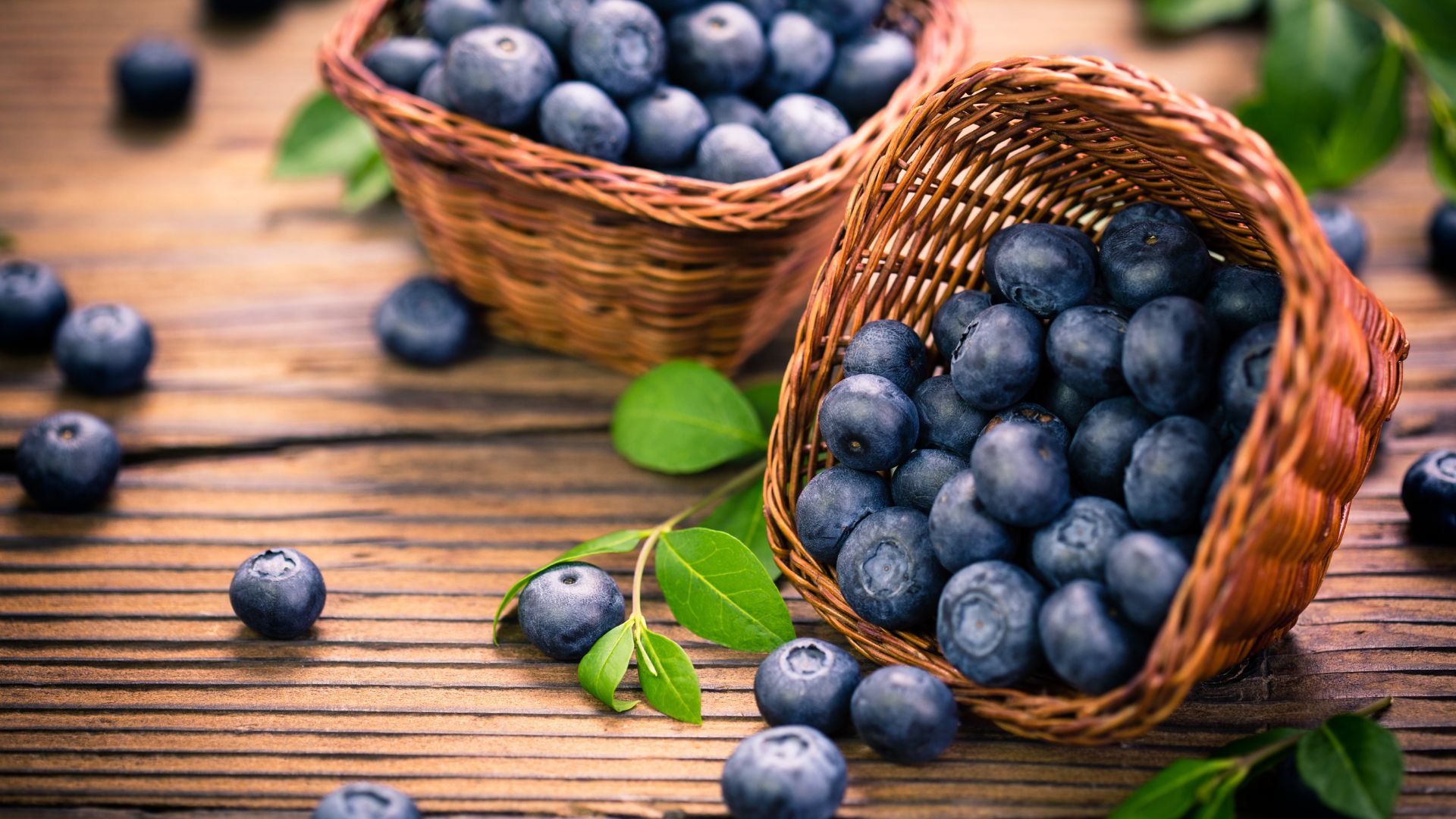 Maine's Wild Blueberry Season Photo