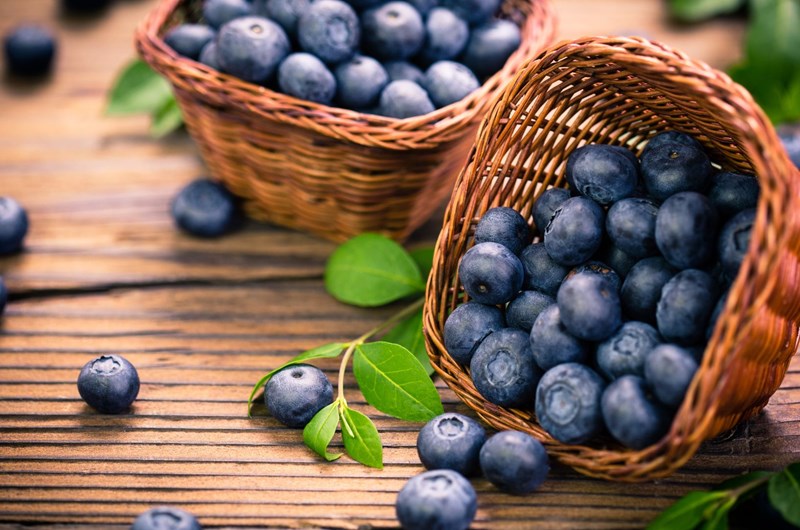 Maine's Wild Blueberry Season Photo