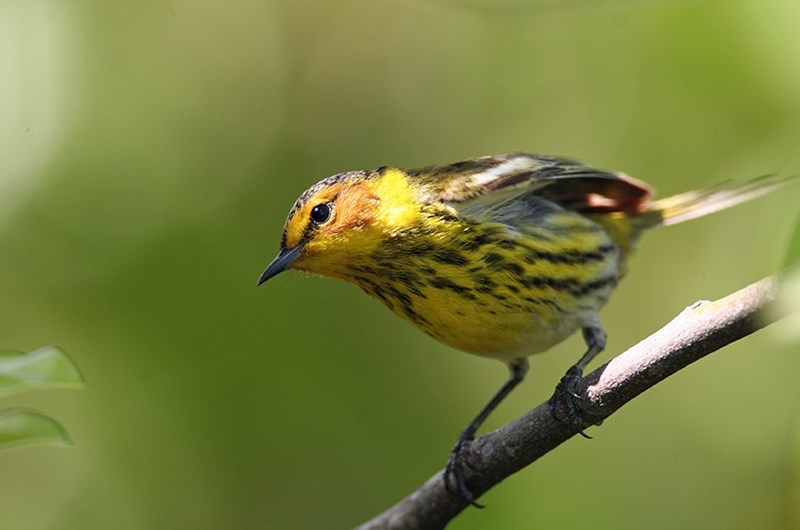 Birding Festival Photo