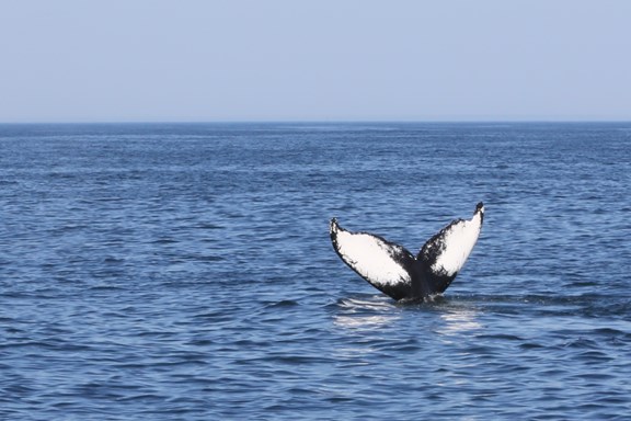 Plan a trip to Cushing, Maine