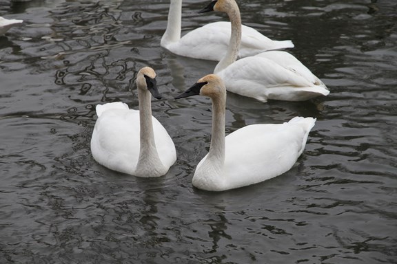 Wye Marsh Wildlife Festival