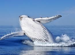 Whale cruise