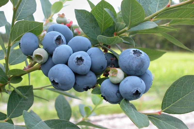 Vogt's Farm Blueberry Festival: Event at the Batesville KOA Campground