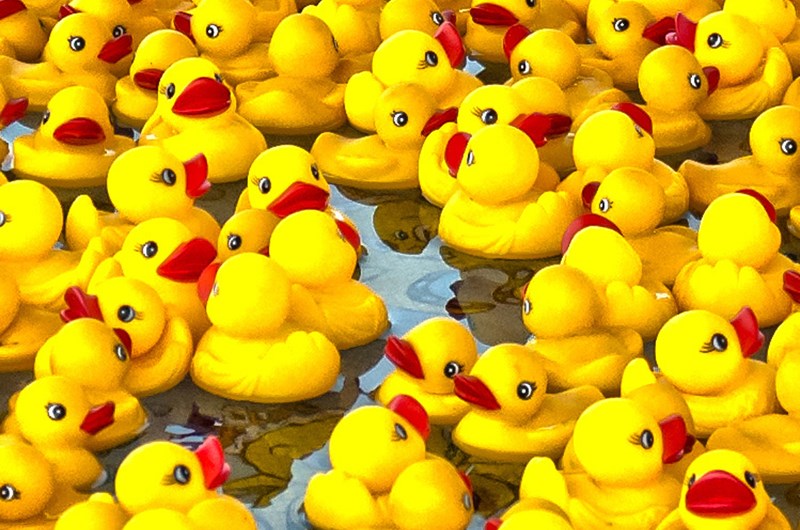 Duck Race Photo