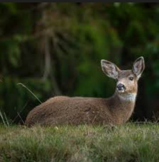 Black-Tail Deer Around Bay Center Willapa Bay KOA Holiday