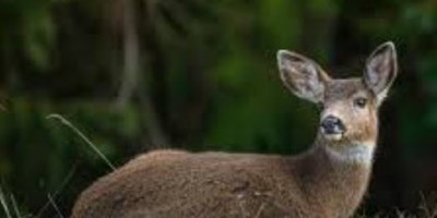 Black-Tail Deer Around Bay Center Willapa Bay KOA Holiday