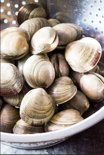 Butter Clamming Near Bay Center Willapa Bay KOA