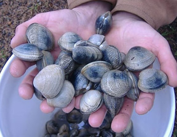 Get your limit of fresh Willapa Bay clams on our beach!