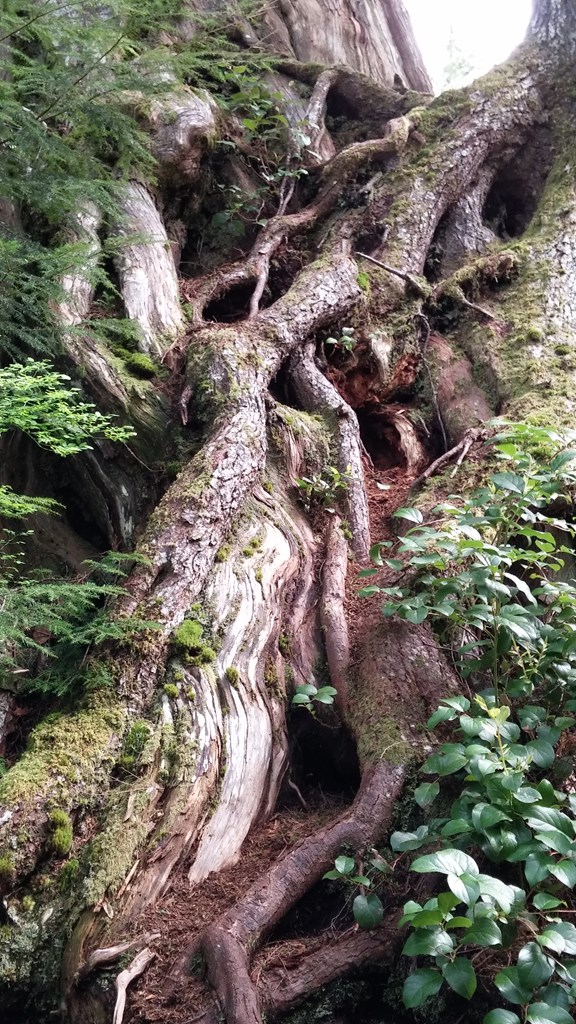 Old Growth Cedar Trees