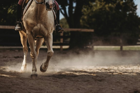Traverse City Horse Shows