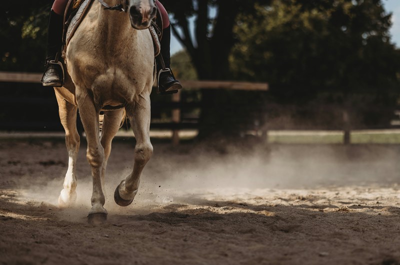 2026 Traverse City Horse Shows Photo