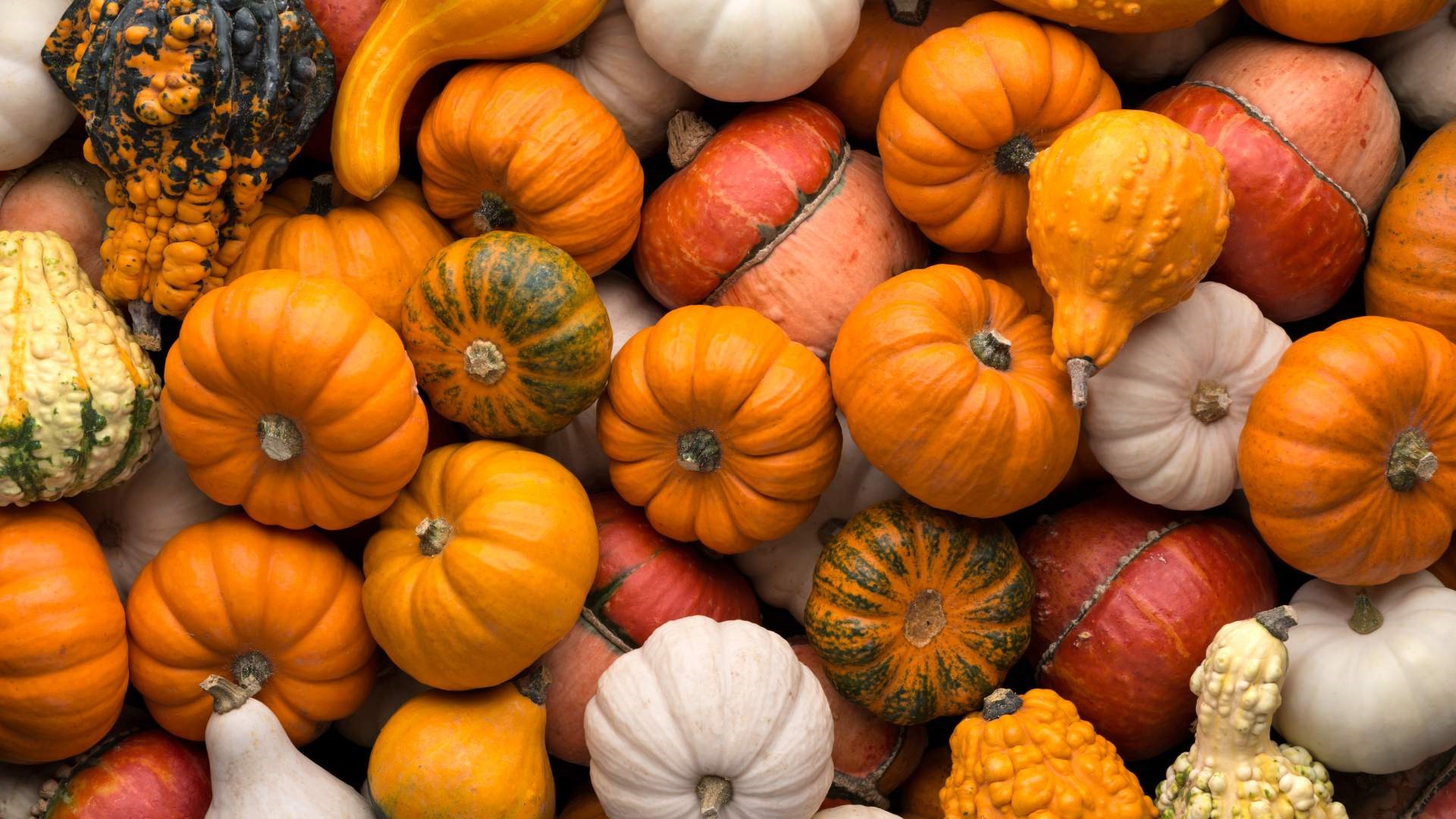 Frankfort Fall Festival Craft Fair Photo