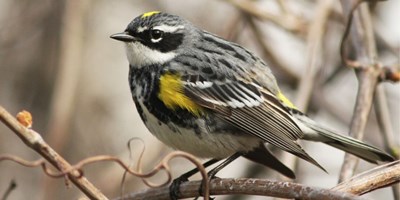 Birdwatching at Bear Lake: Discover Fall's Feathered Visitor