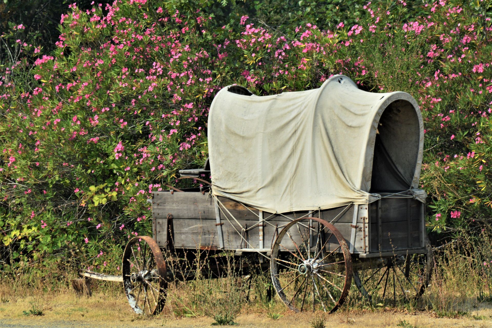 Pioneer Day Weekend Photo