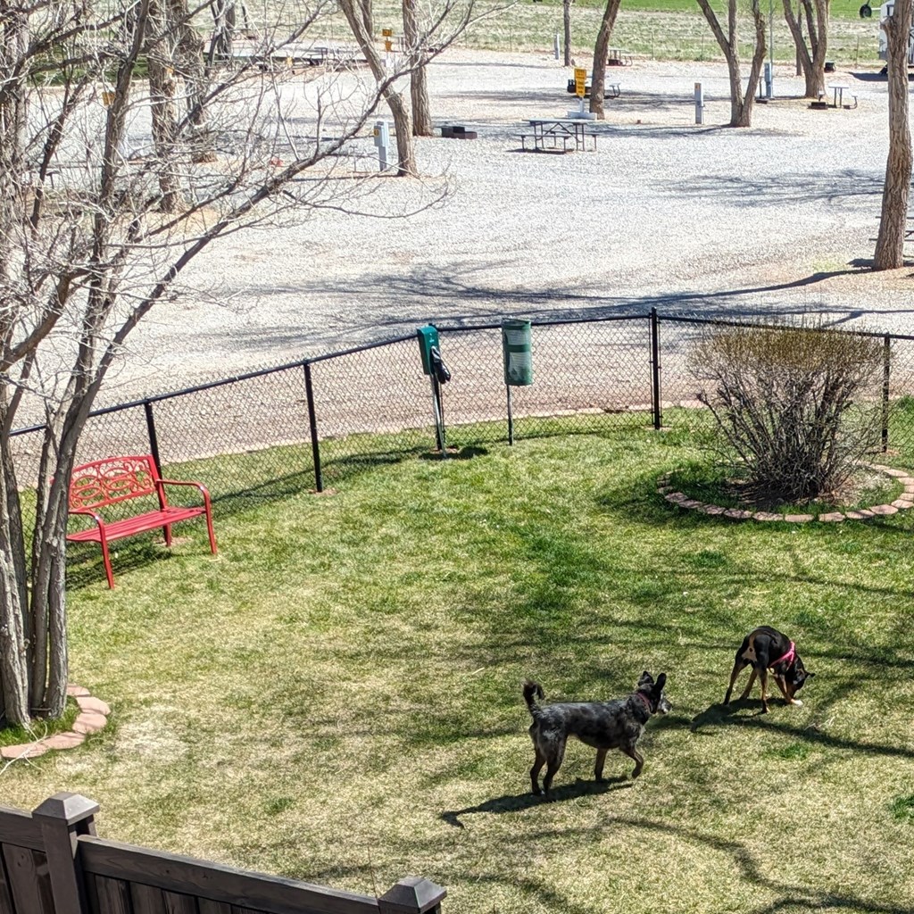New Dog park for the New season 2024