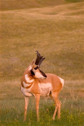 Antelope watch