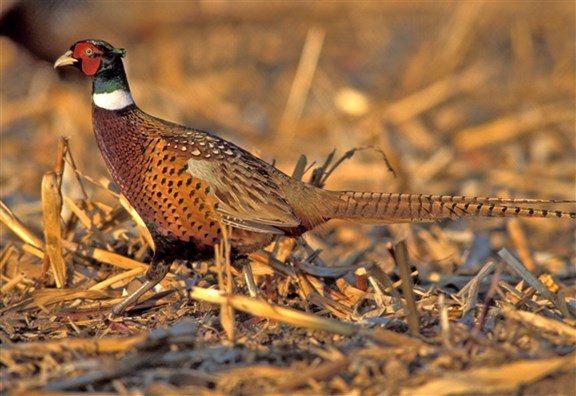 Pheasant watch