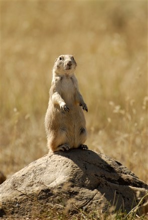 Prairie dogs watch