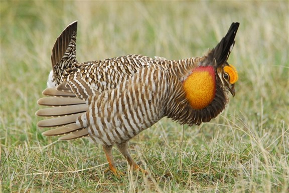 Prairie chickens watch