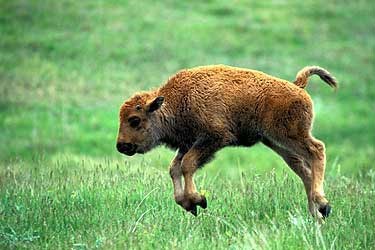 Custer State Park