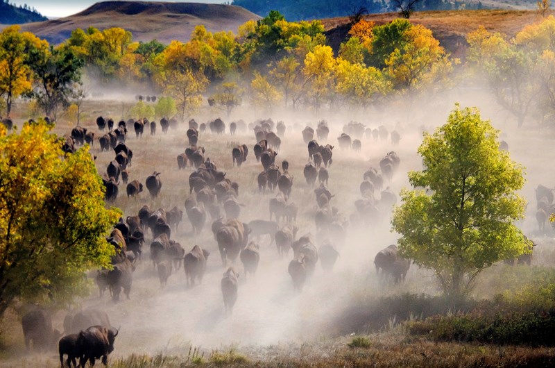 Buffalo Roundup & Arts Festival Photo