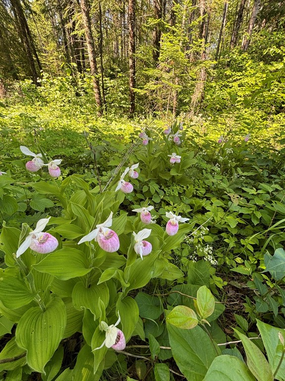 Lady Slipper Scenic Byway