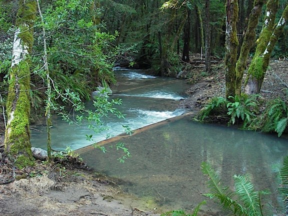 Sanctuary Forest Guided Hikes