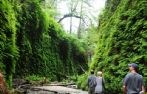 Fern Canyon