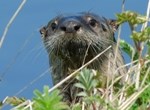 Humboldt Bay National Wildlife Refuge