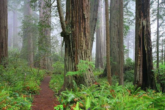 Lady Bird Johnson Grove