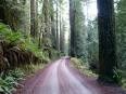 Redwood Scenic Parkway