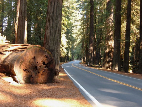 Benbow KOA - Gateway to Avenue of the Giants