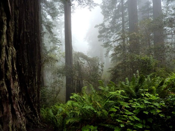 Redwoods National and State Parks