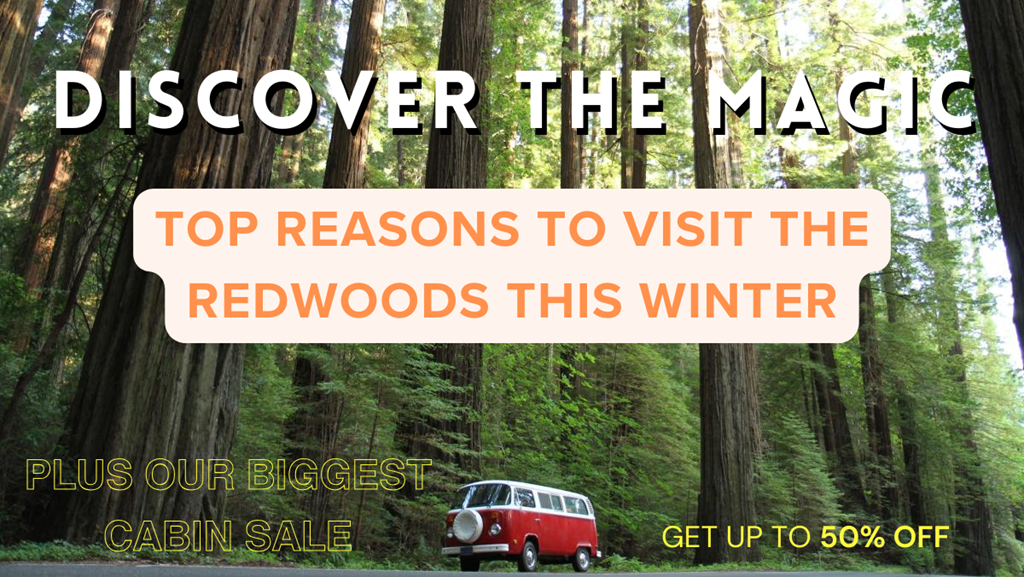 Discover the Magic: Winter Retreat in the Redwoods