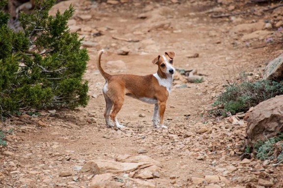 K9 Dog Park