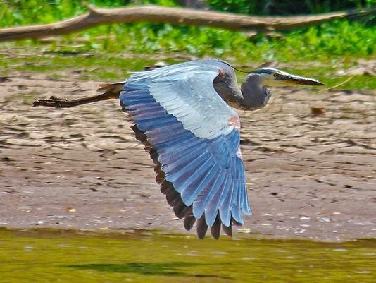 San Pedro Riparian Conservation (bird watching)